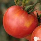 Plants de tomates 'Fandango' F1 : barquette de 6 plants